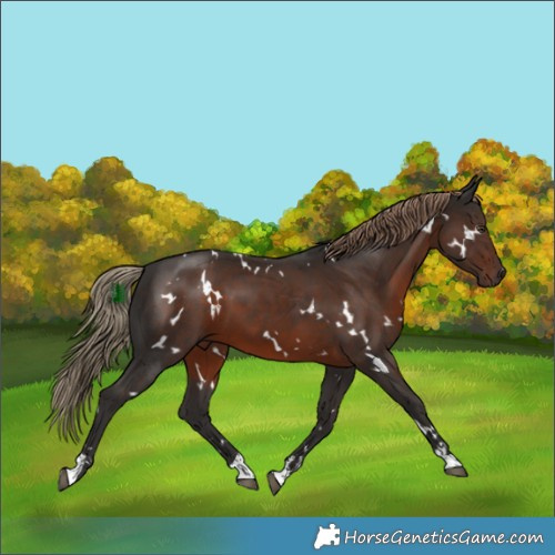 Horse Color:White Spotted Liver Chestnut 