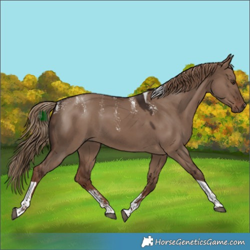 Horse Color:Powder White Liver Red Dun Tobiano