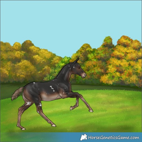 Horse Color:White Spotted Liver Chestnut