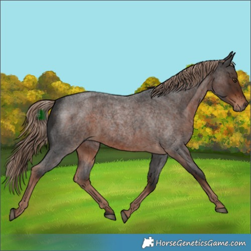 Horse Color:Liver Red Roan Rabicano 