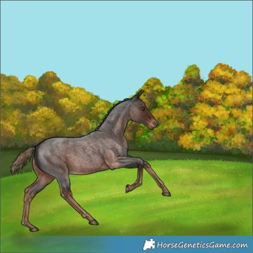 Horse Color:Liver Red Roan Rabicano