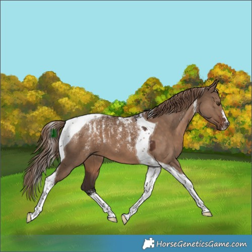 Horse Color:Powder White Liver Red Dun Tobiano 