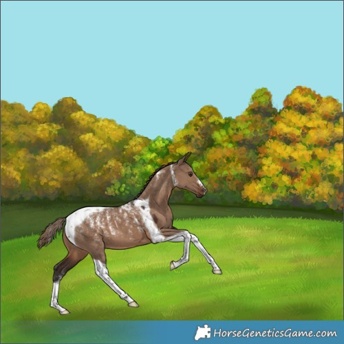 Horse Color:Powder White Liver Red Dun Tobiano