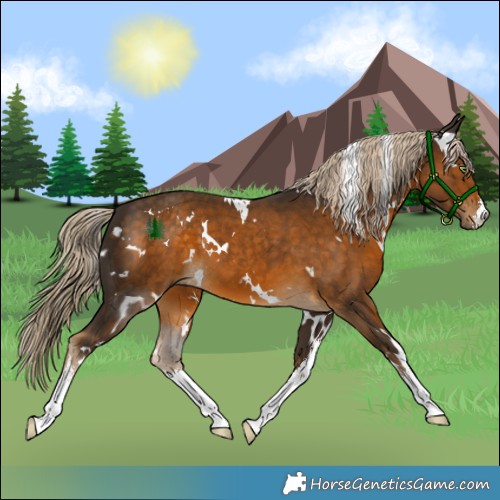 Horse Color:White Spotted Chocolate Palomino 