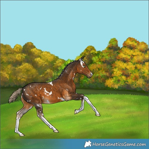 Horse Color:White Spotted Chocolate Palomino 