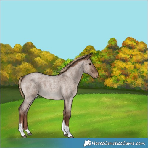 Horse Color:Unknown 