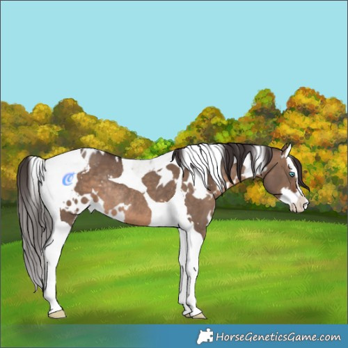 Horse Color:White Spotted Brown Dun Splash Tobiano Varnish Rabicano