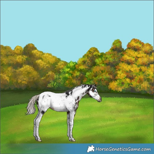 Horse Color:Gray Silver Brown Sabino Tobiano Frame Appaloosa 