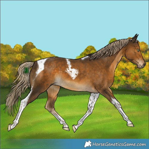 Horse Color:Chocolate Palomino Tobiano