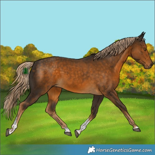 Horse Color:Chocolate Palomino Tobiano 