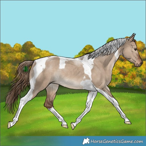 Horse Color:Liver Red Dun Tobiano Rabicano
