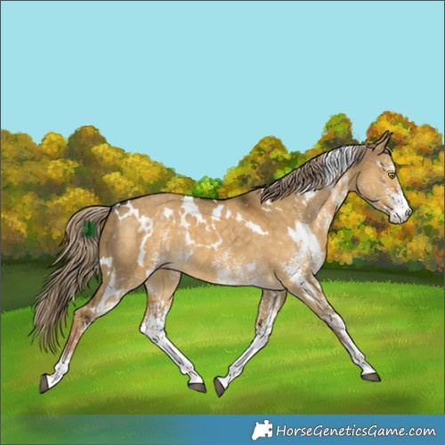 Horse Color:White Spotted Chocolate Palomino Dun Mushroom Rabicano
