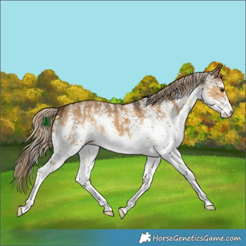 Horse Color:White Spotted Chocolate Palomino Dun 