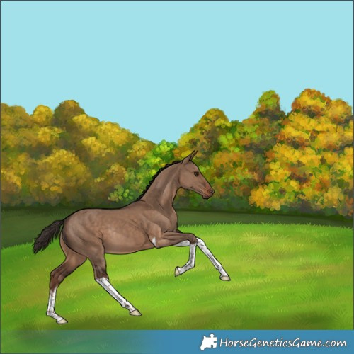 Horse Color:White Spotted Liver Red Dun Tobiano Rabicano