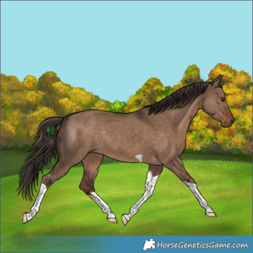 Horse Color:White Spotted Liver Red Dun Tobiano Rabicano 