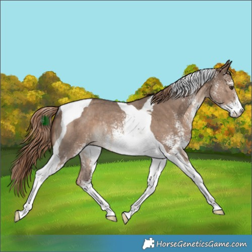 Horse Color:White Spotted Liver Red Dun Tobiano Rabicano 