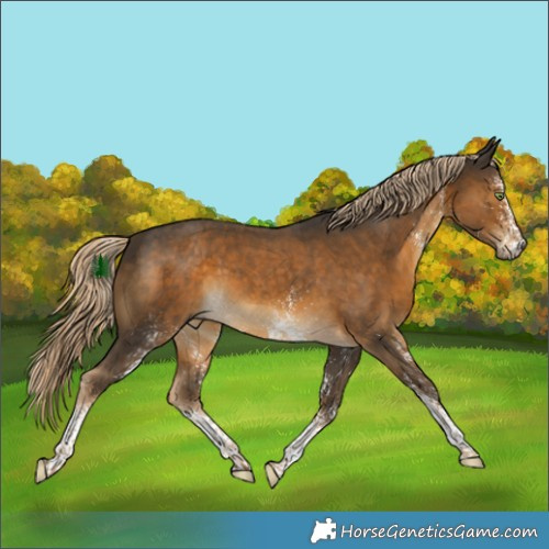 Horse Color:White Spotted Chocolate Palomino Tobiano