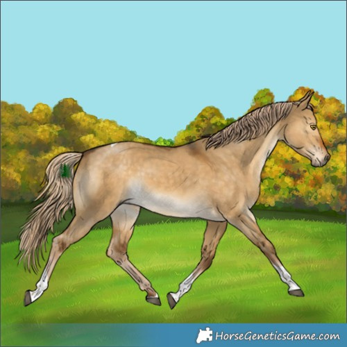 Horse Color:Chocolate Palomino Dun Tobiano Rabicano 