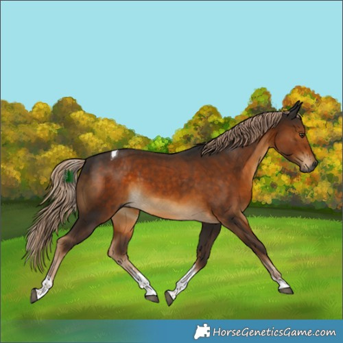 Horse Color:Gray Chocolate Palomino Tobiano