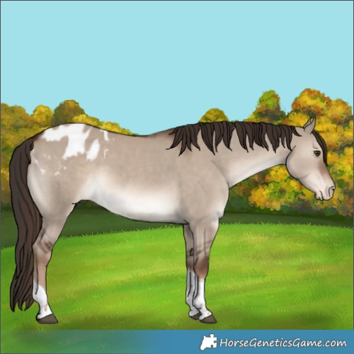 Horse Color:Liver Red Dun Tobiano Appaloosa