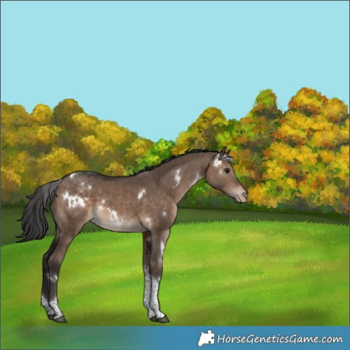 Horse Color:White Spotted Brown Dun Tobiano Appaloosa