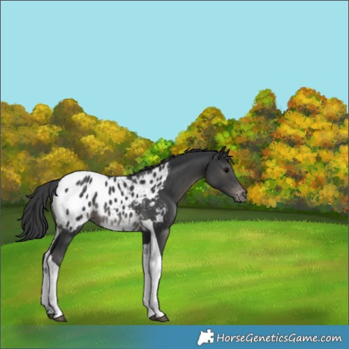 Horse Color:Black Tobiano Appaloosa Rabicano