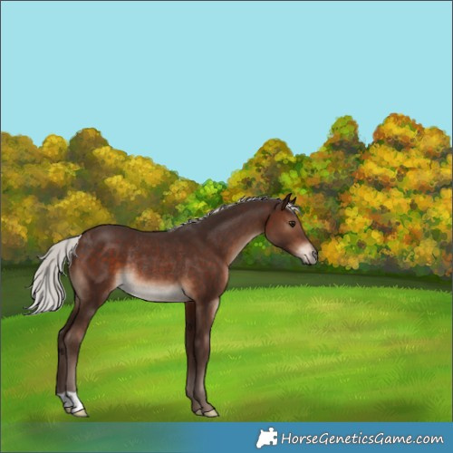 Horse Color:Silver Bay Rabicano 