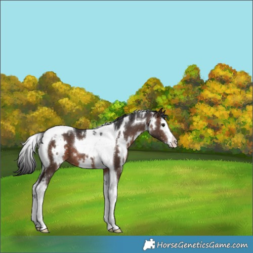Horse Color:White Spotted Bay Splash Tobiano Appaloosa 