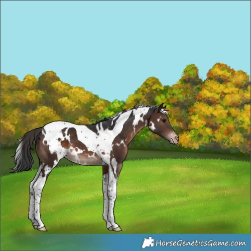 Horse Color:White Spotted Brown Tobiano Appaloosa