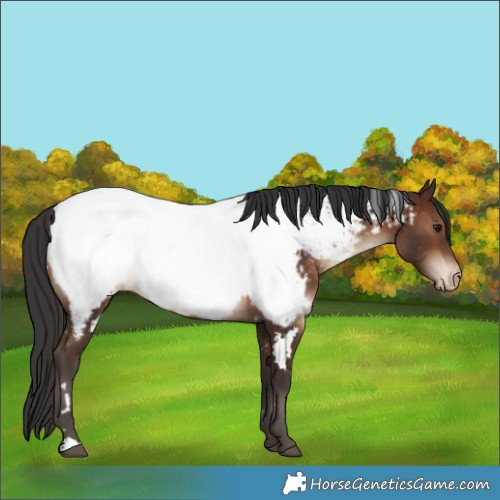 Horse Color:White Spotted Bay Appaloosa