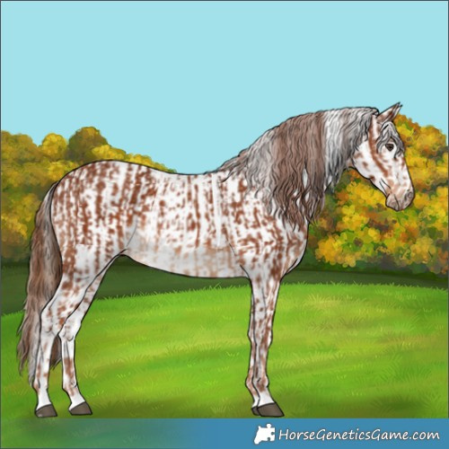 Horse Color:Chestnut  and White Spotted Chestnut 