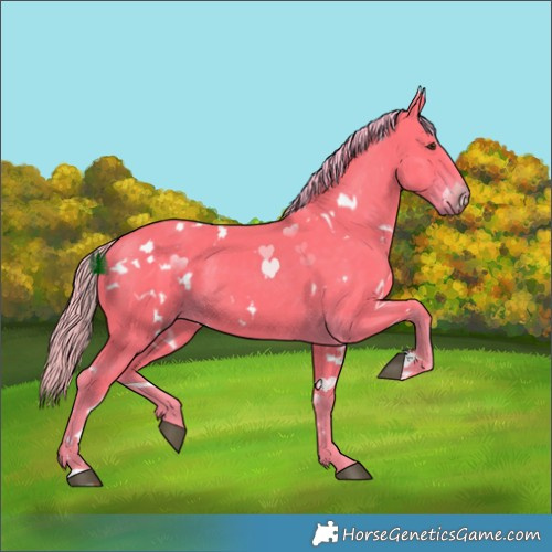 Horse Color:Watercolor White Spotted Liver Chestnut 