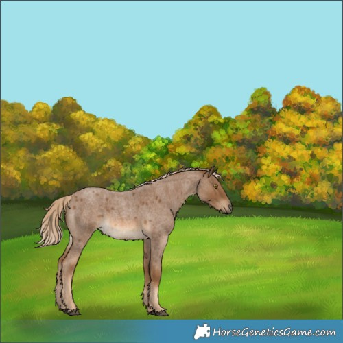 Horse Color:White Spotted Chocolate Palomino Roan