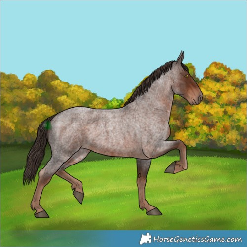 Horse Color:White Spotted Liver Red Roan