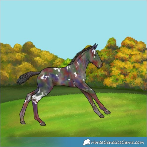 Horse Color:Nacre White Spotted Liver Chestnut