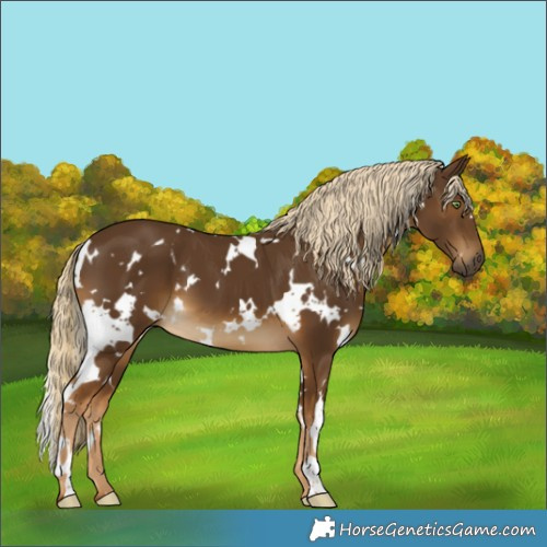 Horse Color:White Spotted Chocolate Palomino