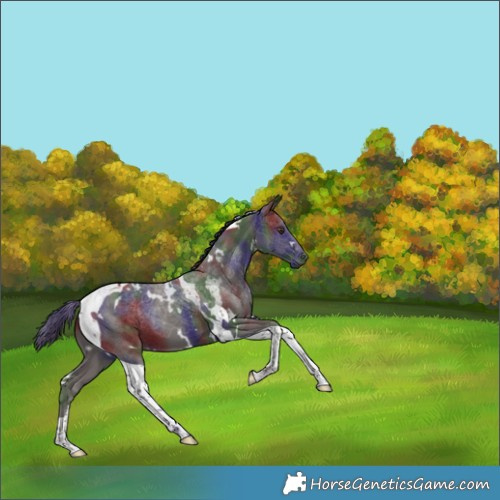 Horse Color:Nacre White Spotted Liver Chestnut Tobiano