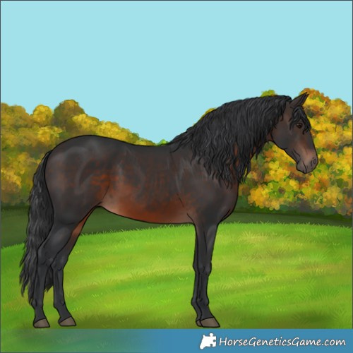 Horse Color:White Spotted Brown 
