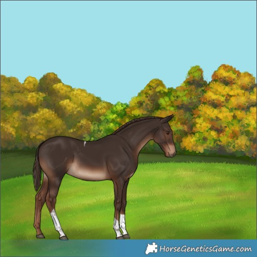 Horse Color:White Spotted Liver Chestnut Tobiano 