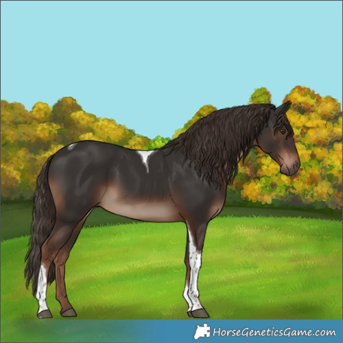 Horse Color:White Spotted Liver Chestnut Tobiano 