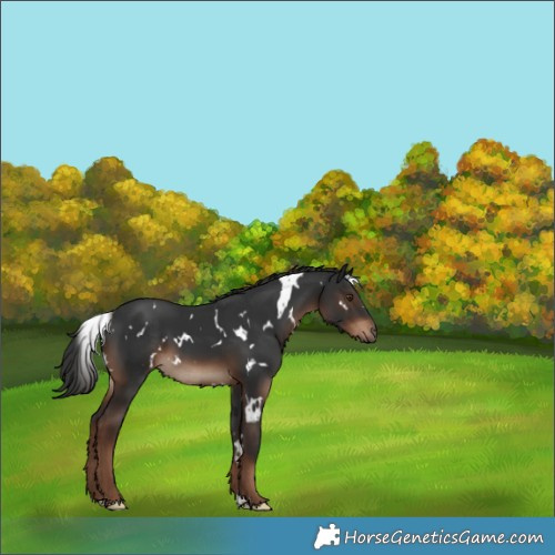 Horse Color:White Spotted Liver Chestnut 