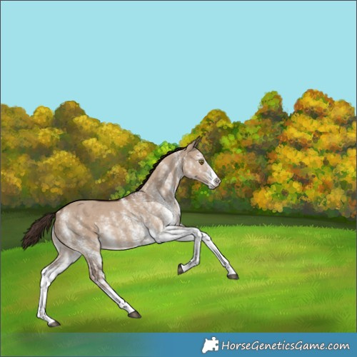 Horse Color:White Spotted Liver Red Dun 