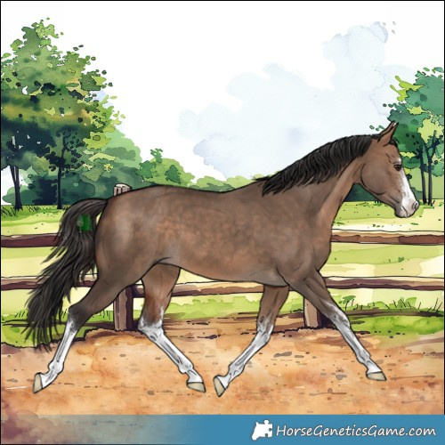 Horse Color:White Spotted Bay Dun 