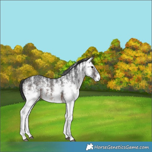 Horse Color:White Spotted Brown 