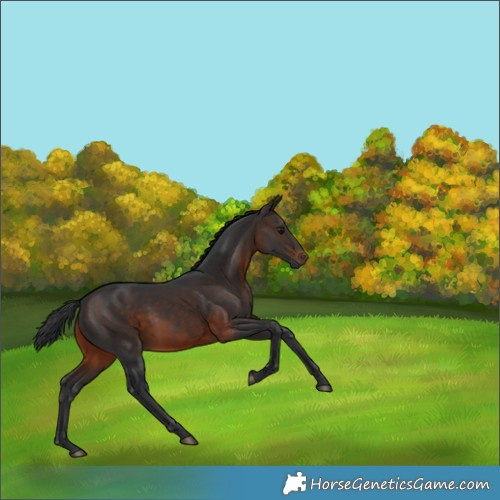 Horse Color:White Spotted Brown 