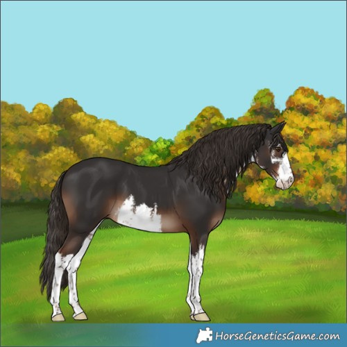 Horse Color:White Spotted Liver Chestnut 
