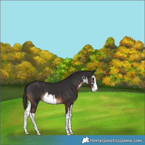 Horse Color:White Spotted Liver Chestnut