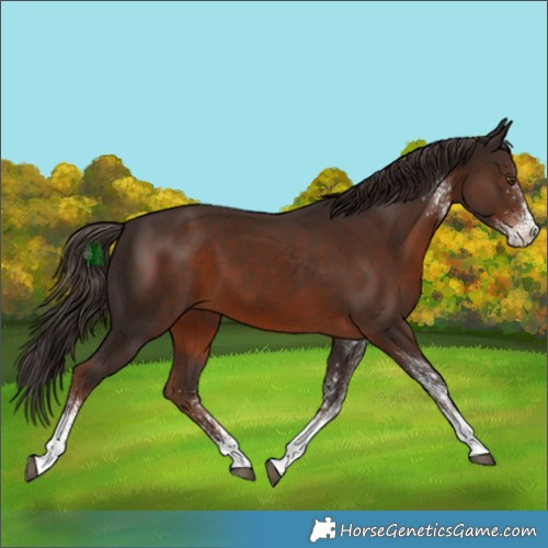 Horse Color:White Spotted Liver Chestnut