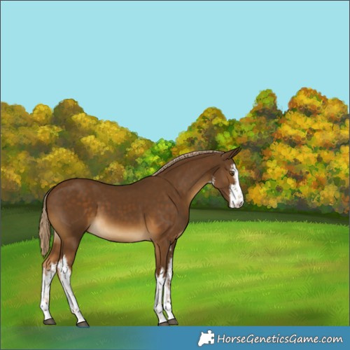 Horse Color:White Spotted Chocolate Palomino 