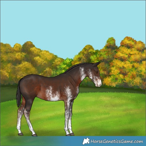 Horse Color:White Spotted Liver Chestnut 